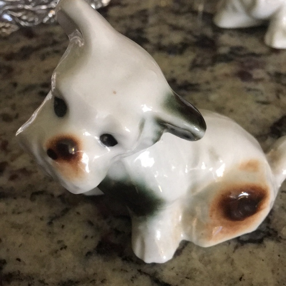 Porcelain Terrier Pups